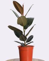 فيكس بديجان