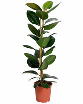 نبته فيكس روبستا