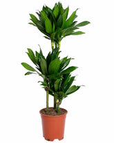 دراسينا كومباكتا