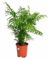 الشاميدوريا