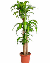 نبتة دراسينا ماسنجانا