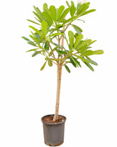 الياسمين الهندي