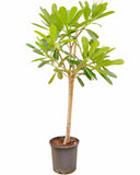 الياسمين الهندي