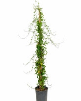 الياسمين الأزرق المتسلق