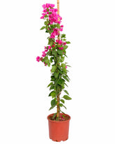 الجهنمية (مووف)