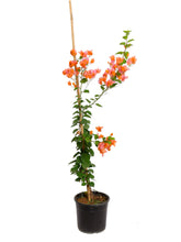 الجهنمية (برتقالي)