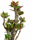 Croton branched