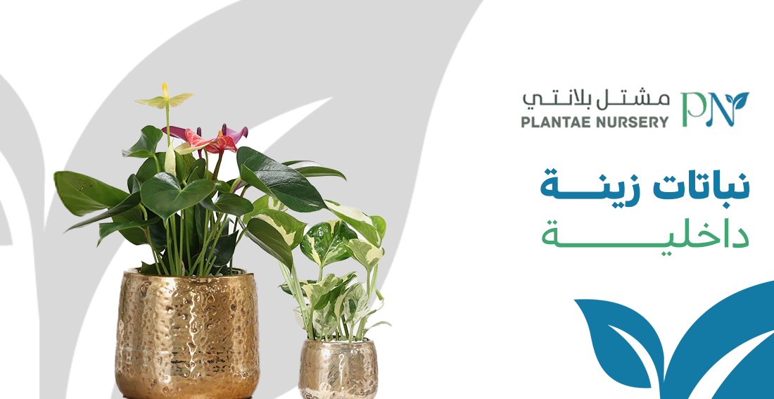 نباتات زينة داخلية لتنقية الهواء وتجميل بيتك