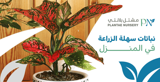 نباتات سهلة الزراعة في المنزل