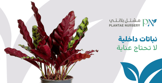 نباتات داخلية لا تحتاج عناية