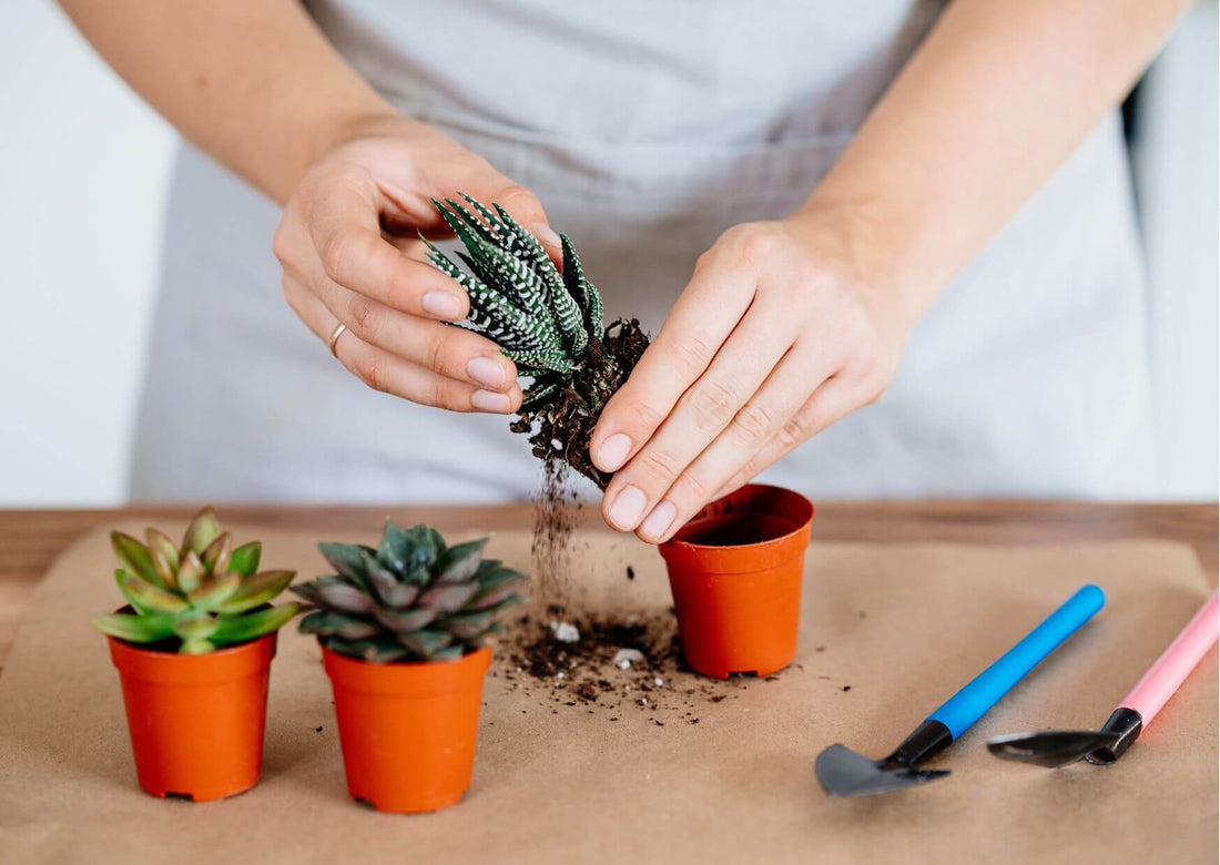 كيفية العناية بنباتات الزينة الداخلية