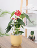 Anthurium plant with red flowers