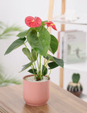 Anthurium plant with red flowers