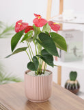 Anthurium plant with red flowers