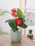 Anthurium plant with red flowers