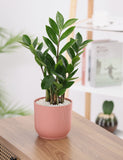 Green Zamia Plant