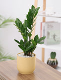 Green Zamia Plant