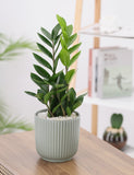 Green Zamia Plant