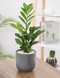 Green Zamia Plant