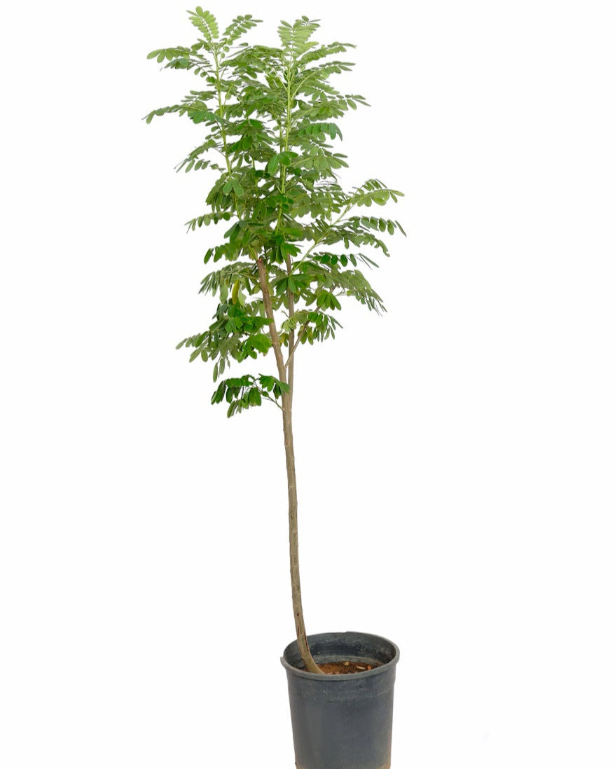 كاسيا جلوكا