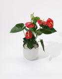 Anthurium plant with red flowers