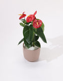 Anthurium plant with red flowers
