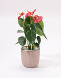 Anthurium plant with red flowers