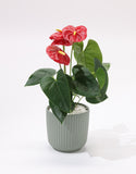 Anthurium plant with red flowers