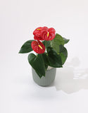 Anthurium plant with red flowers