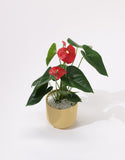 Anthurium plant with red flowers