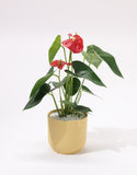 Anthurium plant with red flowers
