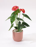 Anthurium plant with red flowers
