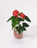 Anthurium plant with red flowers