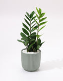 Green Zamia Plant