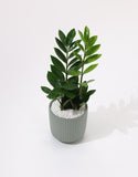 Green Zamia Plant