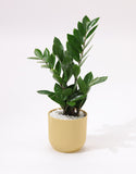 Green Zamia Plant