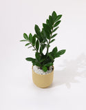 Green Zamia Plant
