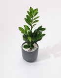 Green Zamia Plant