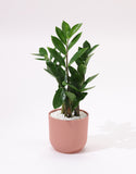 Green Zamia Plant
