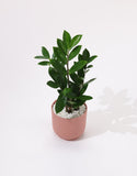 Green Zamia Plant