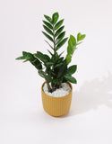 Green Zamia Plant