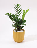 Green Zamia Plant