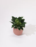 Philodendron plant