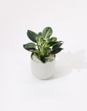 Philodendron plant