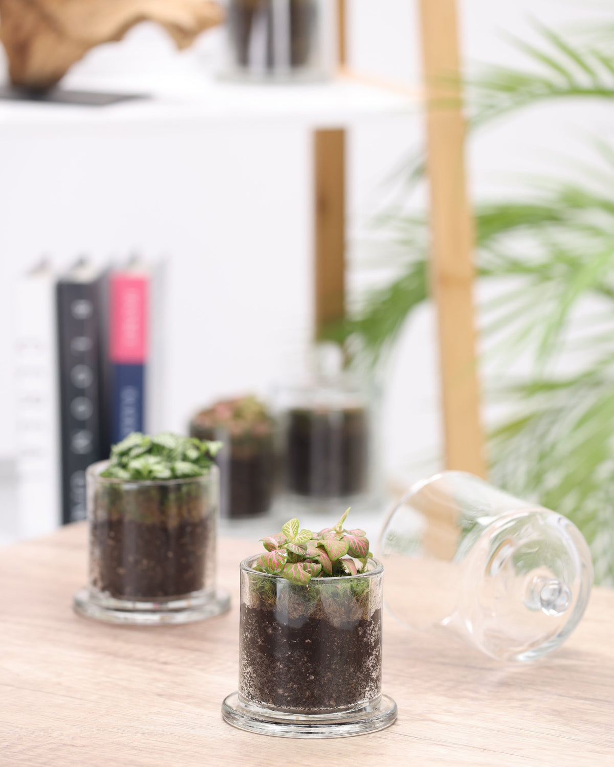 بكج (فتونيا تيراريوم) حبتين