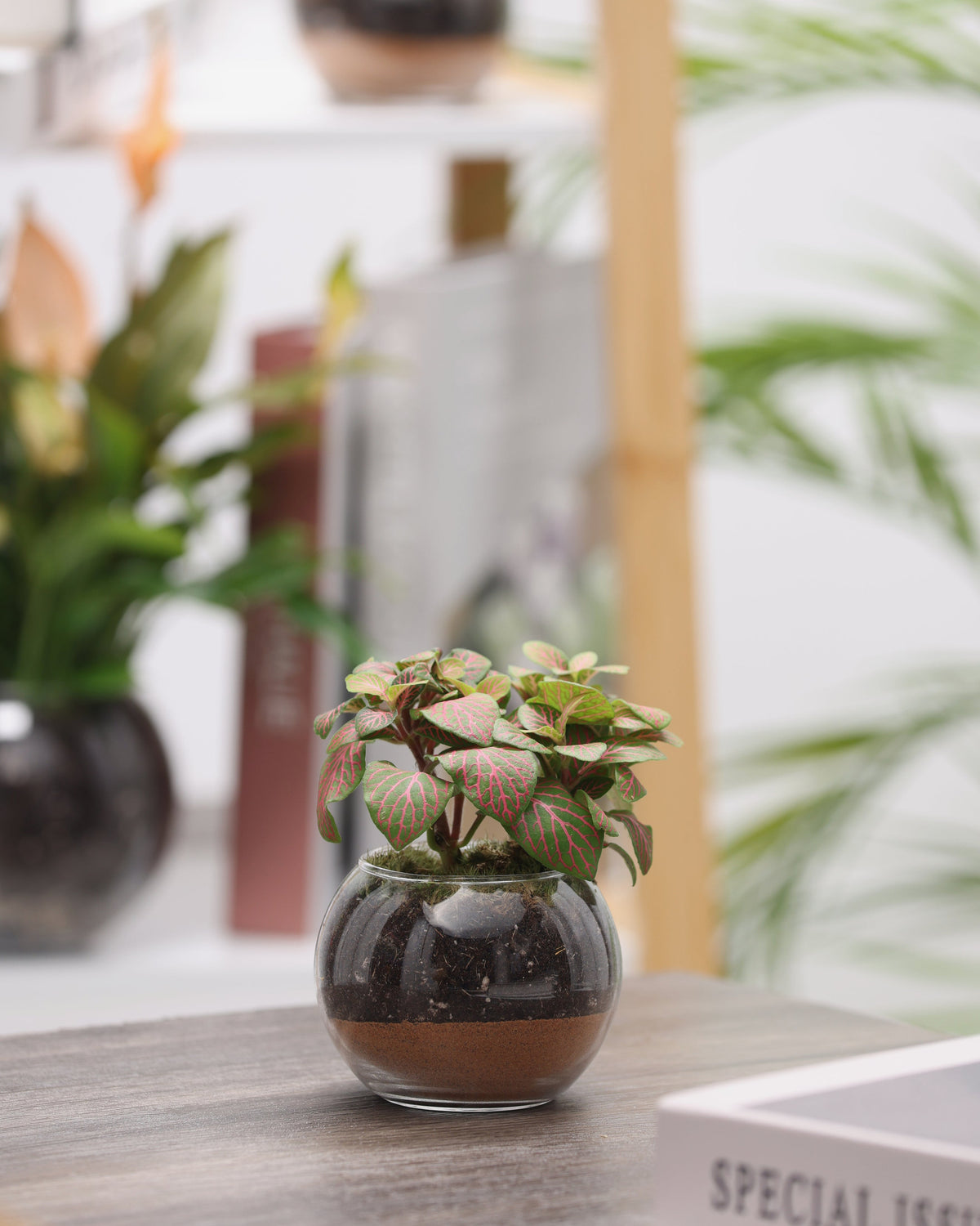 بكج (فتونيا ) عشر حبات