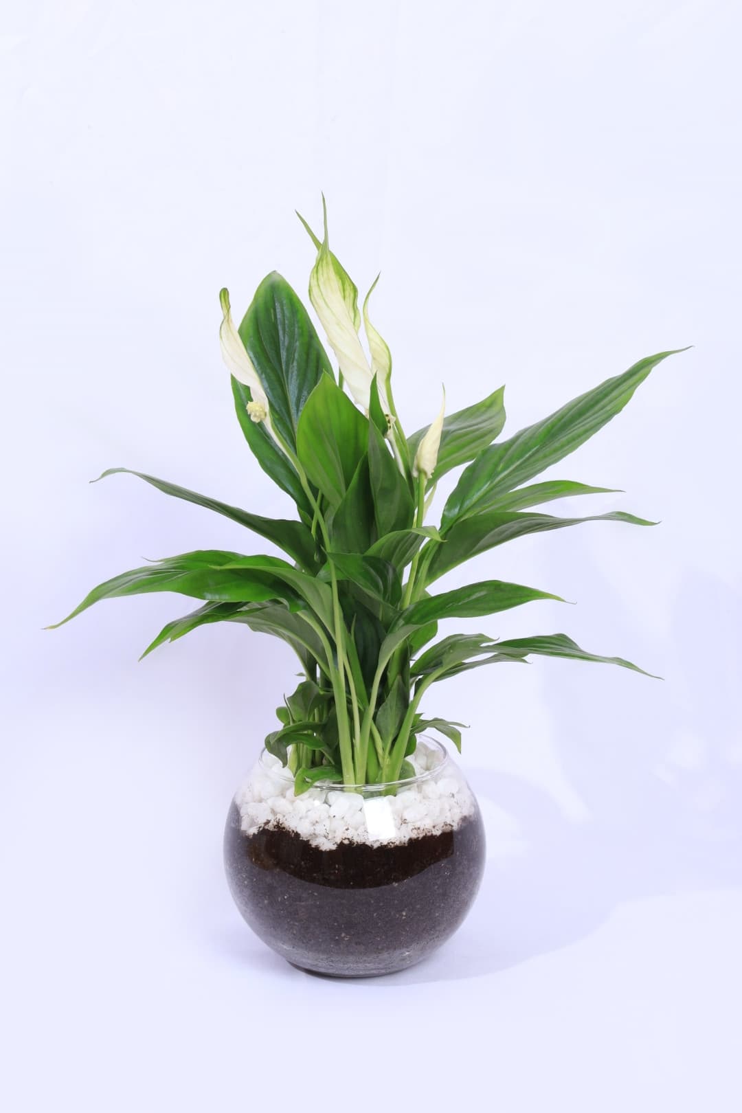 بكج رمضان – نبات السباثفيليوم مع تمر وضيافة بالصينية الشفافة