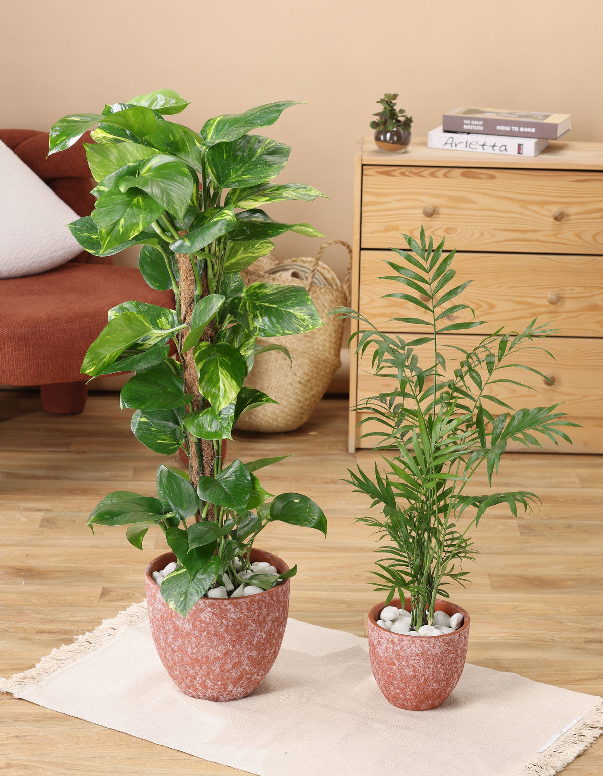 بكج الركن الأخضر (البوتس - شاميدوريا)