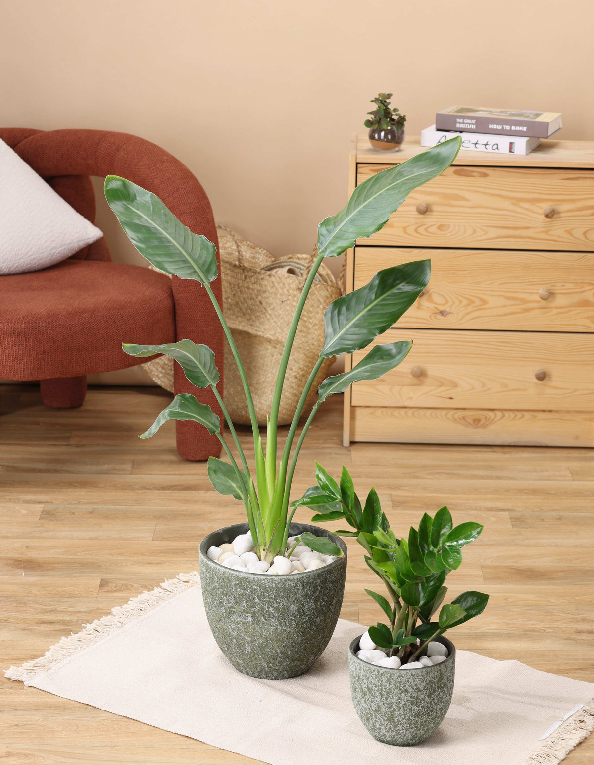 بكج الركن الاخضر (استرولايزا - زاميا )