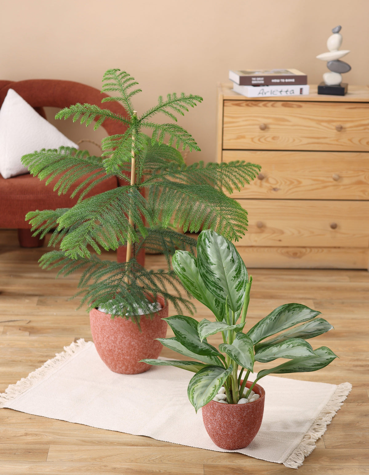 بكج الركن الاخضر (أروكاريا - أجلونيما سلفرباي)